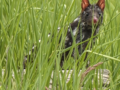 Dasyurus viverrinus (Eastern Quoll) at Forde, ACT - 28 Oct 2020 by Cmperman