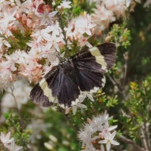 Eutrichopidia latinus at Theodore, ACT - 29 Oct 2020 12:20 PM