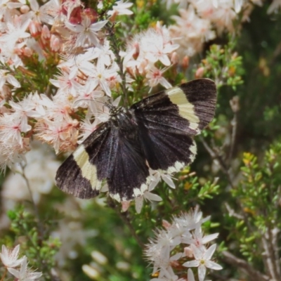 Eutrichopidia latinus (Yellow-banded Day-moth) at Theodore, ACT - 29 Oct 2020 by Owen