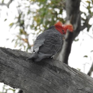 Callocephalon fimbriatum at Acton, ACT - suppressed