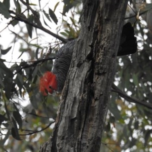 Callocephalon fimbriatum at Acton, ACT - suppressed