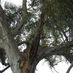 Callocephalon fimbriatum at Acton, ACT - suppressed