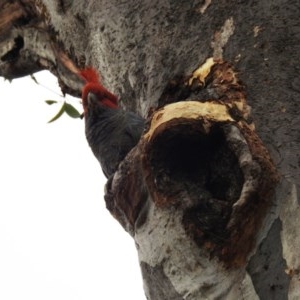 Callocephalon fimbriatum at Acton, ACT - suppressed