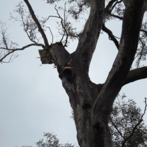 Callocephalon fimbriatum at Acton, ACT - suppressed