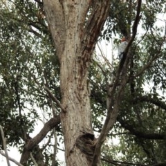 Callocephalon fimbriatum at Acton, ACT - suppressed