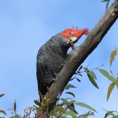 Callocephalon fimbriatum (Gang-gang Cockatoo) at Acton, ACT - 28 Oct 2020 by HelenCross