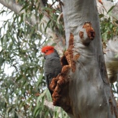 Callocephalon fimbriatum (Gang-gang Cockatoo) at Acton, ACT - 28 Oct 2020 by HelenCross
