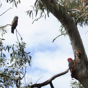 Callocephalon fimbriatum at Acton, ACT - suppressed