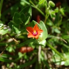Lysimachia arvensis (Scarlet Pimpernel) at Isaacs Ridge - 28 Oct 2020 by Mike
