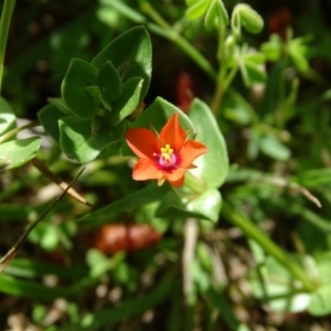 Lysimachia arvensis at Isaacs Ridge - 28 Oct 2020 02:07 PM