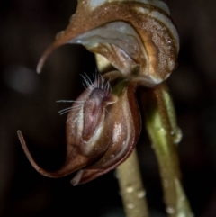 Oligochaetochilus hamatus at Tralee, ACT - 29 Oct 2020