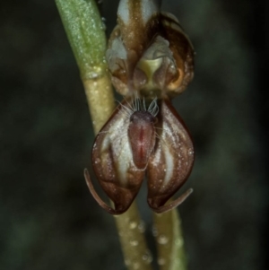 Oligochaetochilus hamatus at Tralee, ACT - 29 Oct 2020