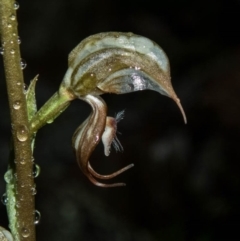 Oligochaetochilus hamatus at Tralee, ACT - 29 Oct 2020