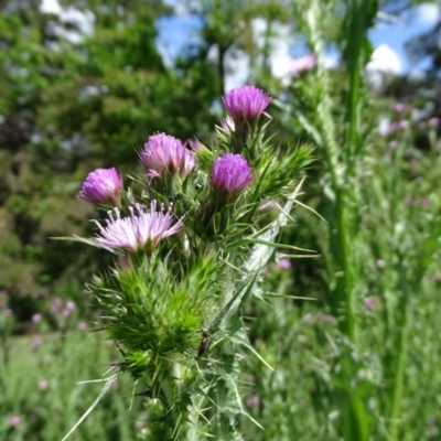 Carduus tenuiflorus (Winged Slender Thistle) at Isaacs Ridge and Nearby - 28 Oct 2020 by Mike