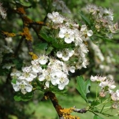 Crataegus monogyna (Hawthorn) at Isaacs, ACT - 28 Oct 2020 by Mike