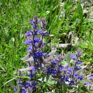 Ajuga australis at Isaacs, ACT - 28 Oct 2020 02:23 PM