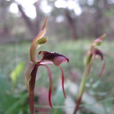 Chiloglottis reflexa (Short-clubbed Wasp Orchid) at Tallaganda National Park - 20 Feb 2011 by IanBurns