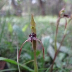 Chiloglottis reflexa at Captains Flat, NSW - 20 Feb 2011