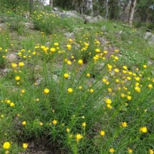 Xerochrysum viscosum at Isaacs, ACT - 28 Oct 2020