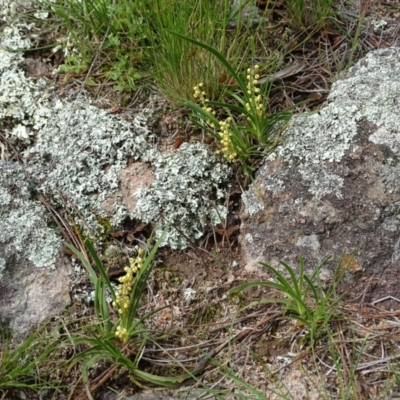 Lomandra filiformis (Wattle Mat-rush) at Isaacs, ACT - 28 Oct 2020 by Mike