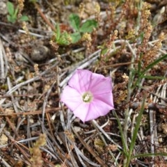 Convolvulus angustissimus subsp. angustissimus (Australian Bindweed) at Isaacs Ridge - 28 Oct 2020 by Mike