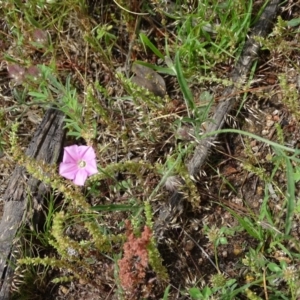 Convolvulus angustissimus subsp. angustissimus at Isaacs, ACT - 28 Oct 2020