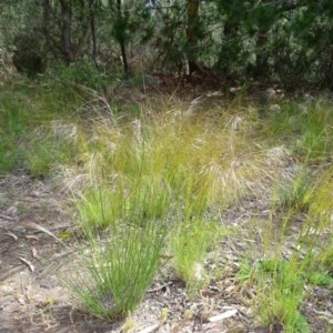 Austrostipa scabra at Isaacs Ridge - 28 Oct 2020 03:41 PM