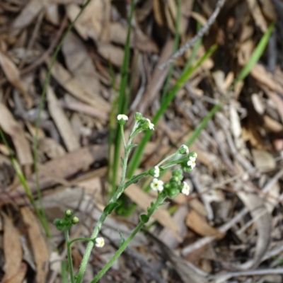 Hackelia suaveolens (Sweet Hounds Tongue) at Isaacs Ridge - 28 Oct 2020 by Mike