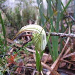 Diplodium coccinum (Scarlet Greenhood) at Jingera, NSW - 12 Feb 2011 by IanBurns