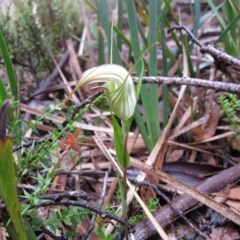 Diplodium coccinum at Jingera, NSW - suppressed