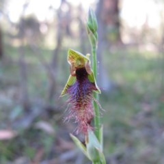 Calochilus therophilus (Late Beard Orchid) at Captains Flat, NSW - 21 Jan 2011 by IanBurns