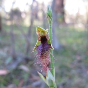 Calochilus therophilus at Captains Flat, NSW - 22 Jan 2011