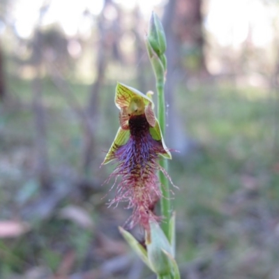 Calochilus therophilus (Late Beard Orchid) at Tallaganda National Park - 22 Jan 2011 by IanBurns