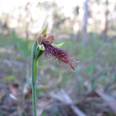 Calochilus therophilus at Captains Flat, NSW - 22 Jan 2011