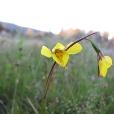 Diuris monticola (Highland Golden Moths) - 1 Jan 1900 by IanBurns