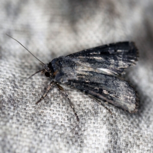 Agrotis infusa at O'Connor, ACT - 18 Oct 2020 07:59 PM