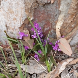 Hardenbergia violacea at Cook, ACT - 3 Sep 2020