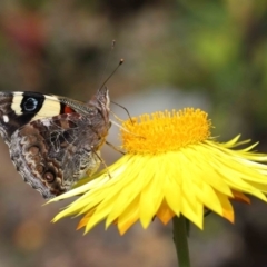 Vanessa itea at Acton, ACT - 29 Oct 2020