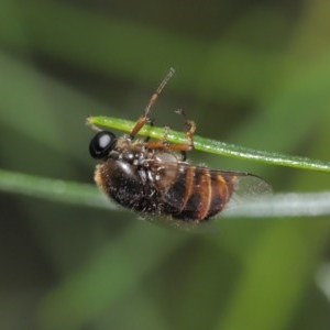 Ogcodes sp. (genus) at Acton, ACT - 29 Oct 2020