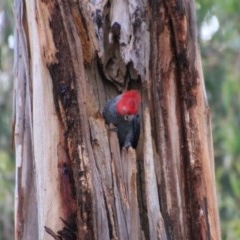 Callocephalon fimbriatum (Gang-gang Cockatoo) at Hughes, ACT - 29 Oct 2020 by LisaH