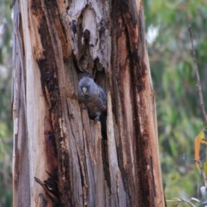 Callocephalon fimbriatum at Hughes, ACT - suppressed