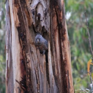 Callocephalon fimbriatum at Hughes, ACT - 30 Oct 2020