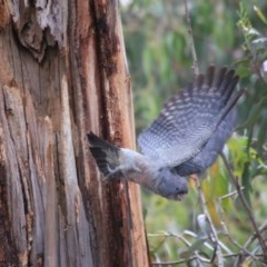 Callocephalon fimbriatum at Hughes, ACT - suppressed
