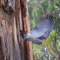 Callocephalon fimbriatum at Hughes, ACT - 30 Oct 2020