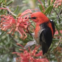 Myzomela sanguinolenta at suppressed - 29 Oct 2020