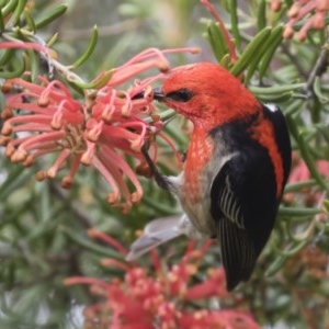 Myzomela sanguinolenta at suppressed - 29 Oct 2020