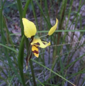 Diuris sulphurea at Holt, ACT - 29 Oct 2020