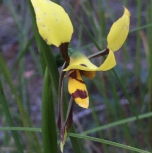 Diuris sulphurea at Holt, ACT - 29 Oct 2020