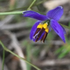 Dianella revoluta var. revoluta (Black-Anther Flax Lily) at Holt, ACT - 29 Oct 2020 by Jubeyjubes