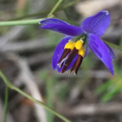 Dianella revoluta var. revoluta (Black-Anther Flax Lily) at Holt, ACT - 29 Oct 2020 by Jubeyjubes